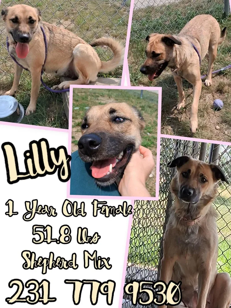 A young medium-sized female Shepherd dog named Lilly for adoption in Cadillac, MI