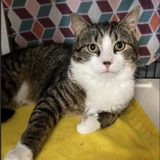 A young medium-sized male Brown / Chocolate Domestic Short Hair cat named Fern for adoption in Ruckersville, VA