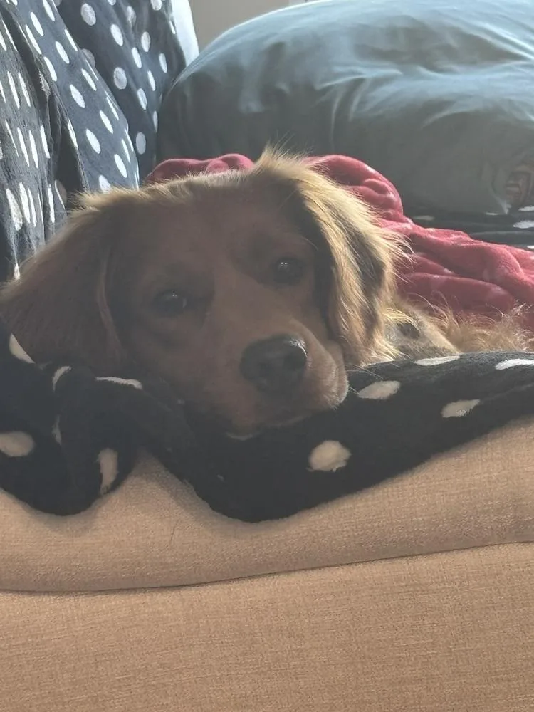 An adult medium-sized male Golden Retriever dog named Kenny for adoption in Columbus, OH