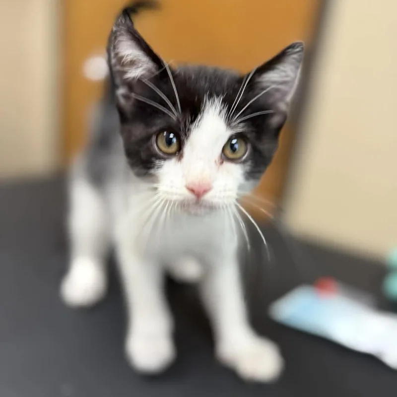 An adult small-sized male Black Domestic Short Hair cat named Dr Pepper for adoption in Caryville, TN