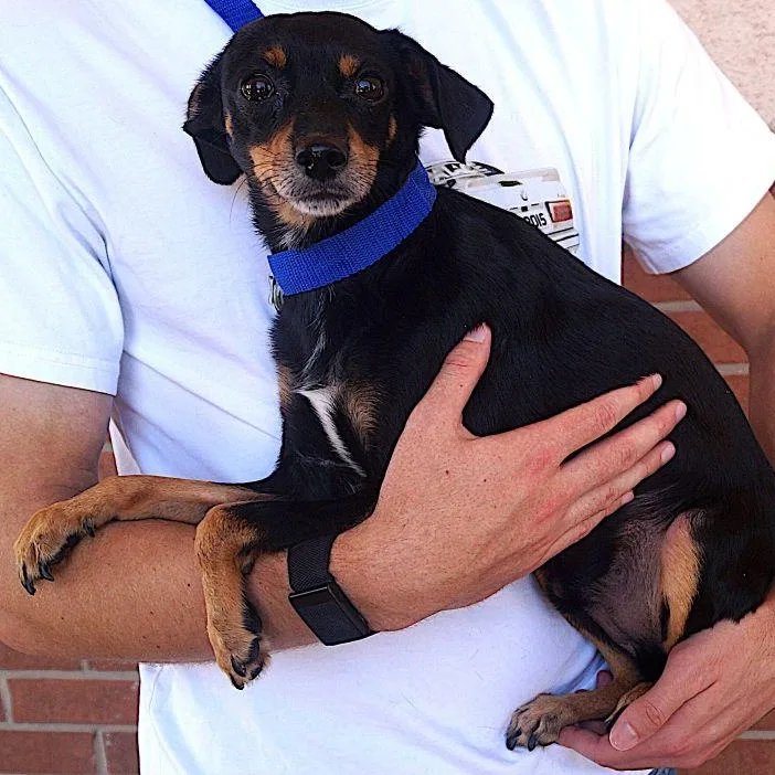 An adult small-sized male Bicolor Miniature Pinscher dog named Samson for adoption in Carrollton, TX