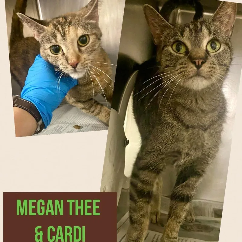 A young medium-sized female Brown / Chocolate Domestic Short Hair cat named Megan Thee for adoption in Wheeling, IL