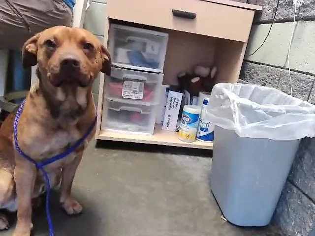 A young medium-sized male Pit Bull Terrier dog named Moosey for adoption in Tulsa, OK