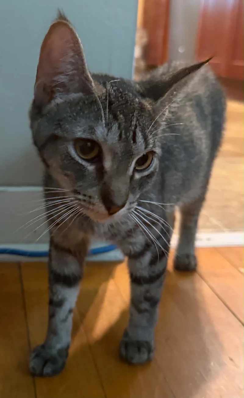 A young small-sized female Tabby (Gray / Blue / Silver) Domestic Short Hair cat named Cosmic for adoption in Chelsea, VT