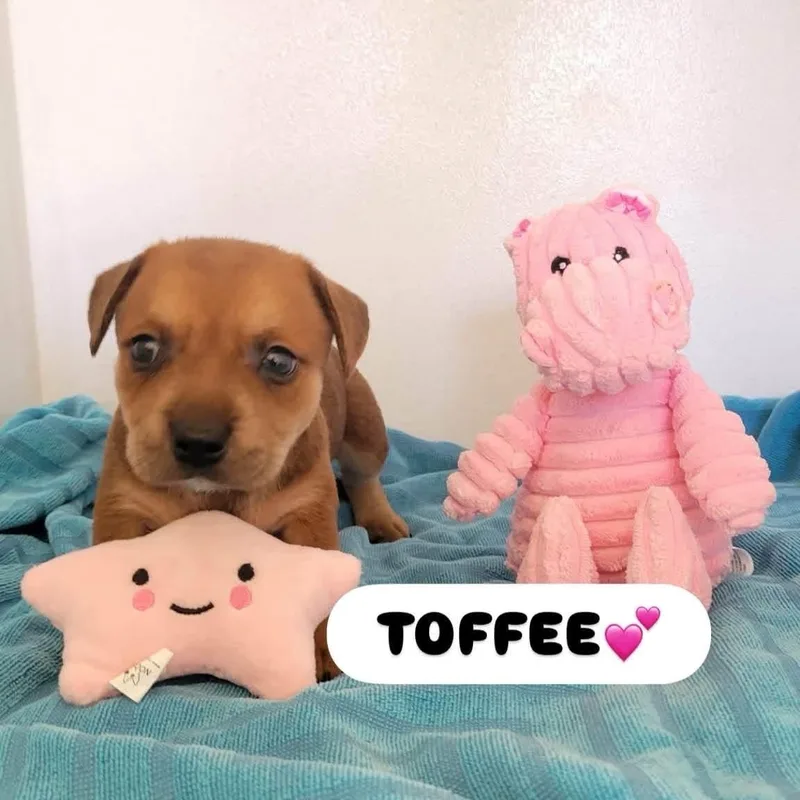 Toffee thumbnail 3