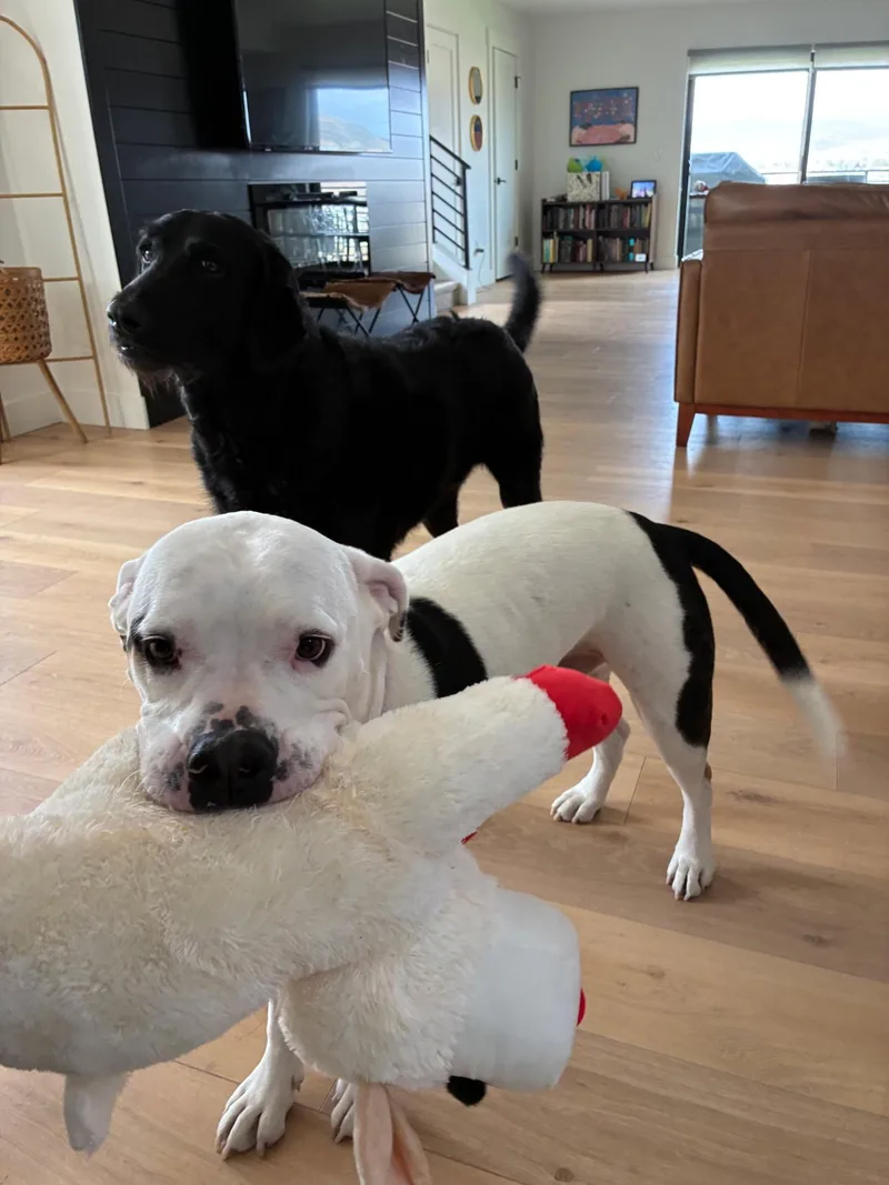 A young large-sized male Black American Bulldog dog named Forrest for adoption in Park City, UT