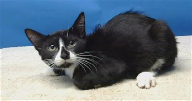 A baby small-sized female Domestic Short Hair cat named A for adoption in Gardena, CA