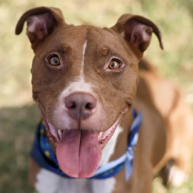 An adult medium-sized female Labrador Retriever dog named Jill for adoption in San Antonio, TX