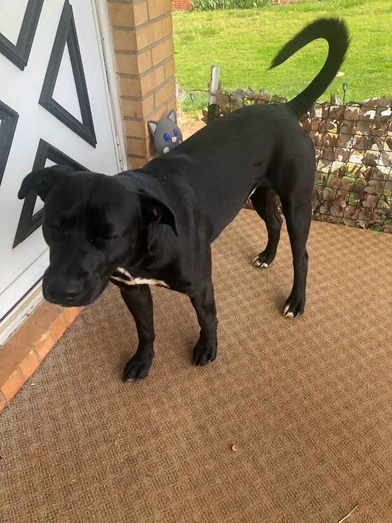 Juice & Tbone thumbnail 2