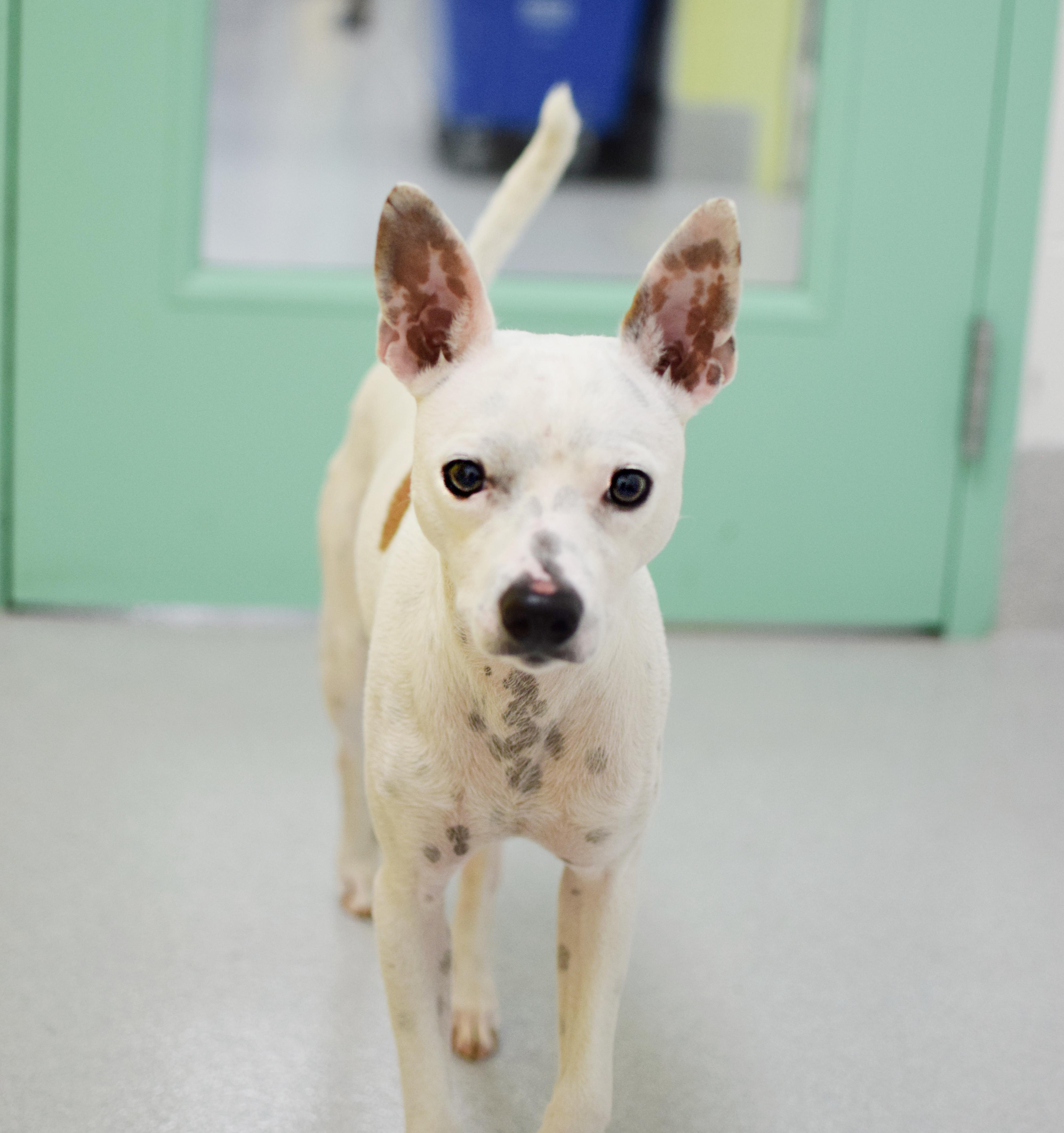 An adult small-sized male White / Cream Chihuahua dog named Atlas for adoption in Pontiac, MI