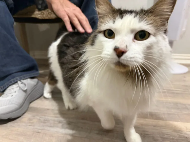 An adult medium-sized female Black & White / Tuxedo Tuxedo cat named Ella for adoption in Parker, TX