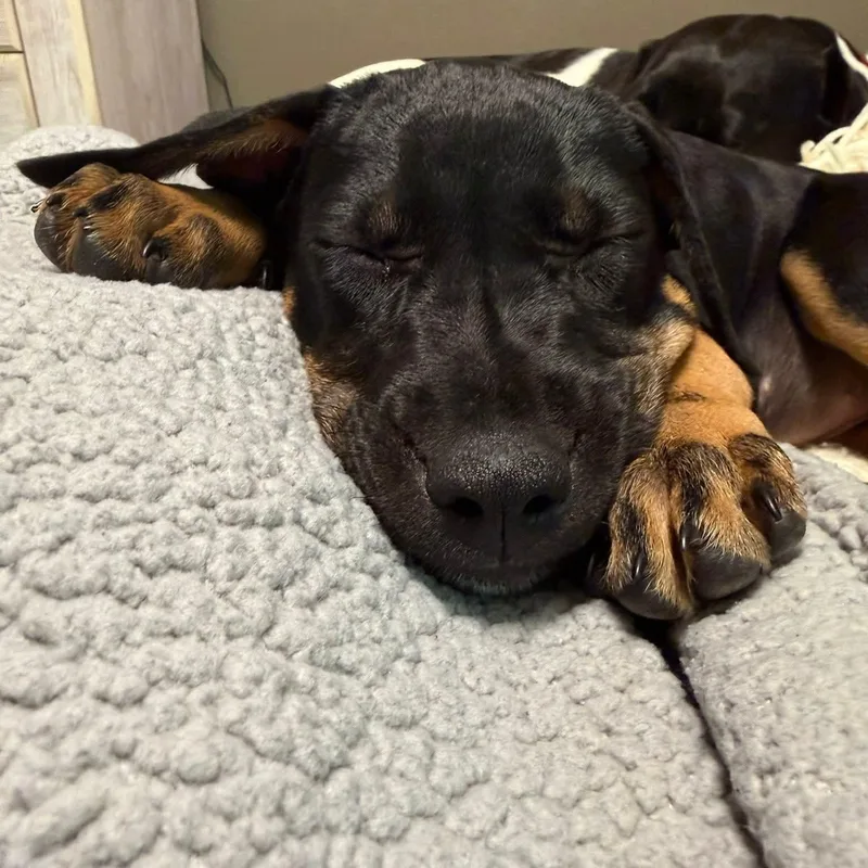 A baby medium-sized female Mixed Breed dog named Mabel for adoption in East Peoria, IL