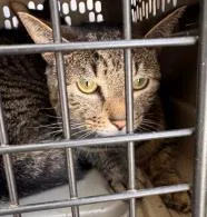 An adult medium-sized female Domestic Short Hair cat named Napawleon Bonapart for adoption in West Chester, PA