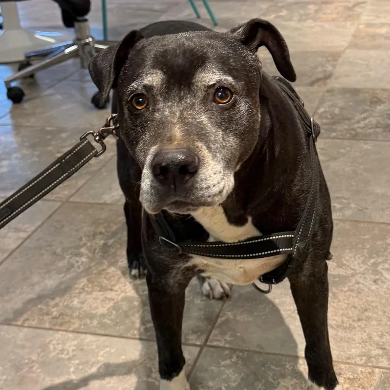 A senior medium-sized male Mixed Breed dog named Bo for adoption in Park City, UT