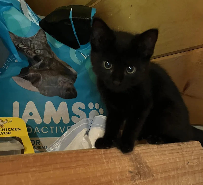 A baby medium-sized male Black Domestic Short Hair cat named Shadow for adoption in Ashland, OH