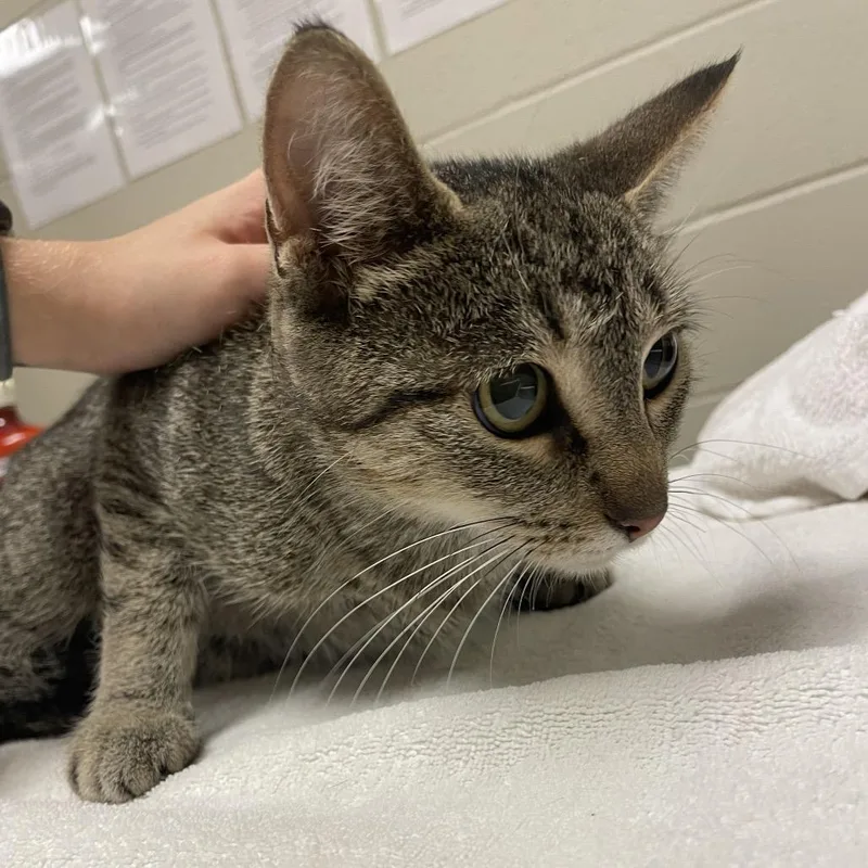 An adult medium-sized female Domestic Short Hair cat named Tatum for adoption in Bristol, IN