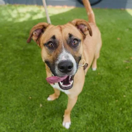 An adult large-sized male Brown / Chocolate Mixed Breed dog named Canelo for adoption in Atlanta, GA