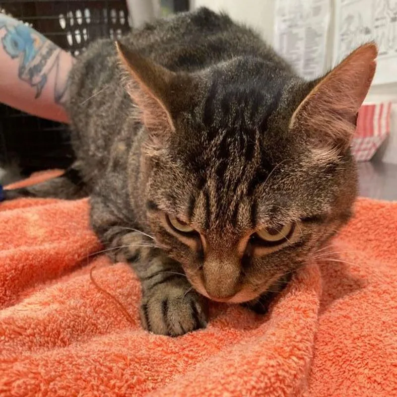 An adult medium-sized male Domestic Short Hair cat named Diego for adoption in Lake Havasu City, AZ
