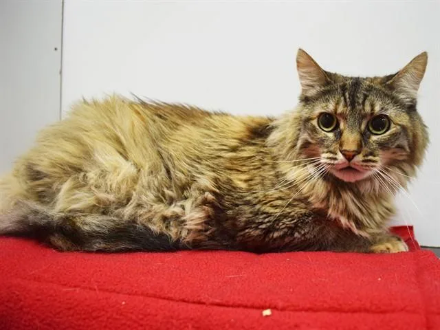 An adult medium-sized female Domestic Long Hair cat named Hennessey for adoption in Sacramento, CA
