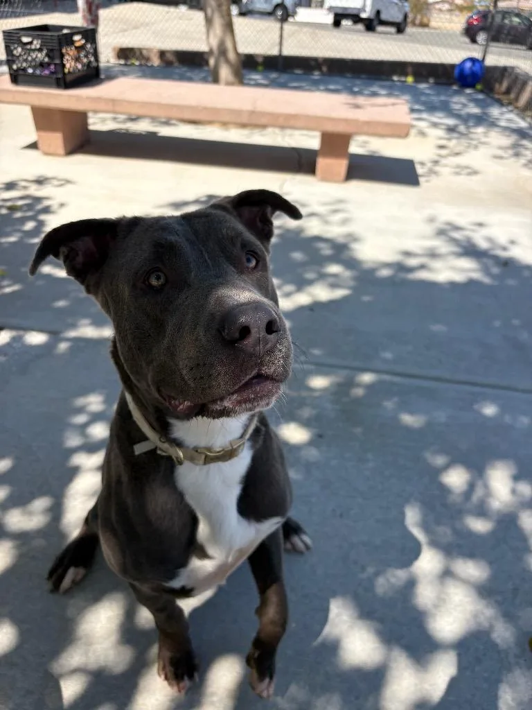 An adult large-sized male Pit Bull Terrier dog named Golaith for adoption in Twentynine Palms, CA
