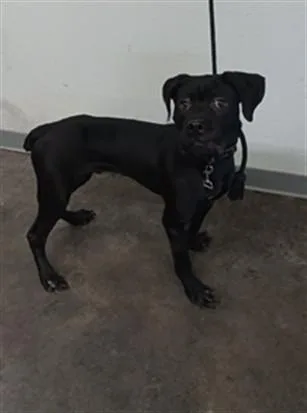 A young large-sized male Boxer dog named Mickey for adoption in Los Angeles, CA