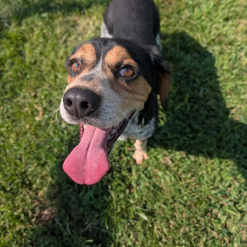 Bagel thumbnail 4