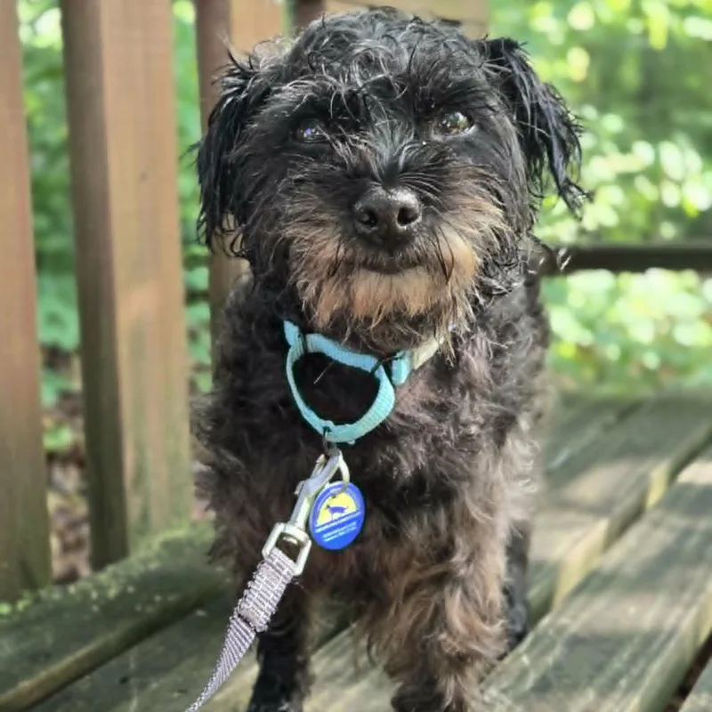 A senior small-sized female Poodle dog named Ginny for adoption in Severn, MD