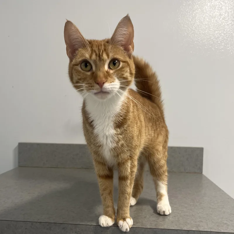A young small-sized female Orange & White Domestic Short Hair cat named Harper Lee for adoption in North Haven, CT