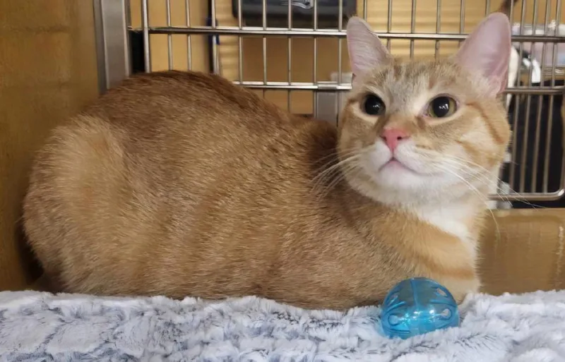 A young medium-sized male Tabby (Orange / Red) Domestic Short Hair cat named Nemo for adoption in Gilbert, AZ