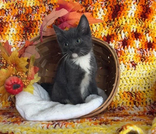 A baby small-sized male Domestic Medium Hair cat named Sterling for adoption in Omaha, NE