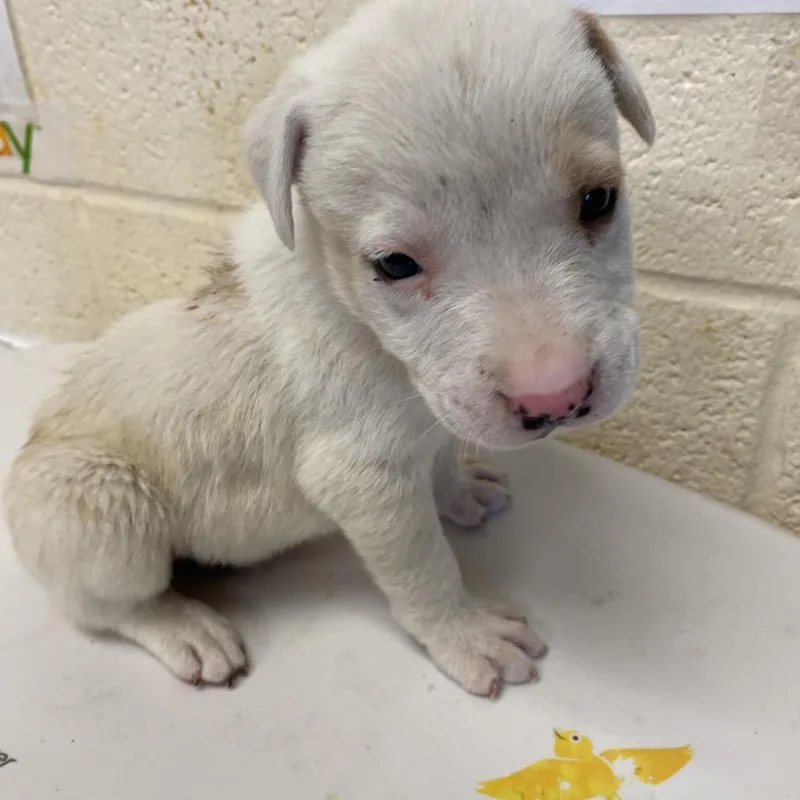 A baby small-sized male White / Cream Mixed Breed dog named Calliope for adoption in Memphis, TN