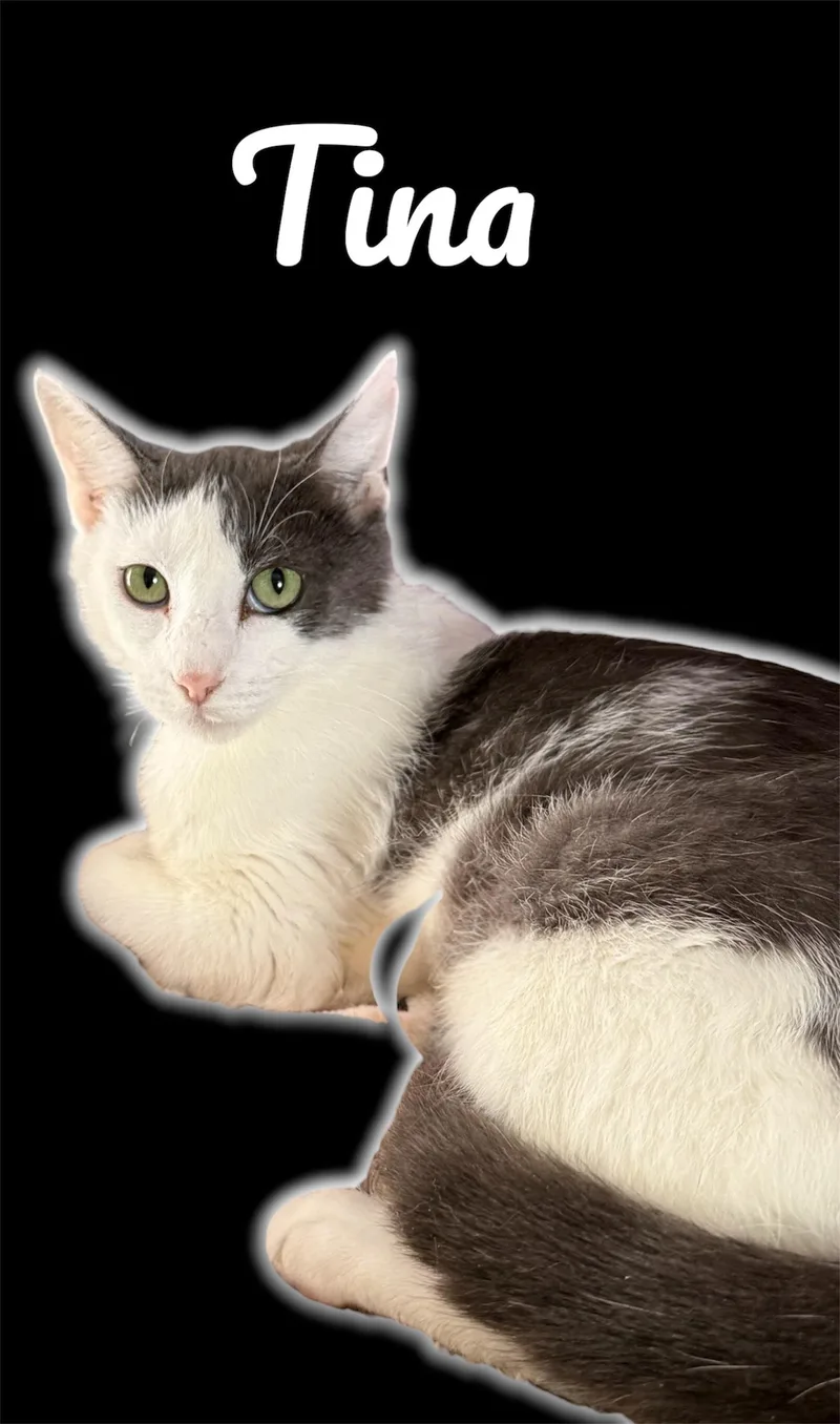 A young medium-sized female Gray & White Domestic Short Hair cat named Tina for adoption in Auburn, CA