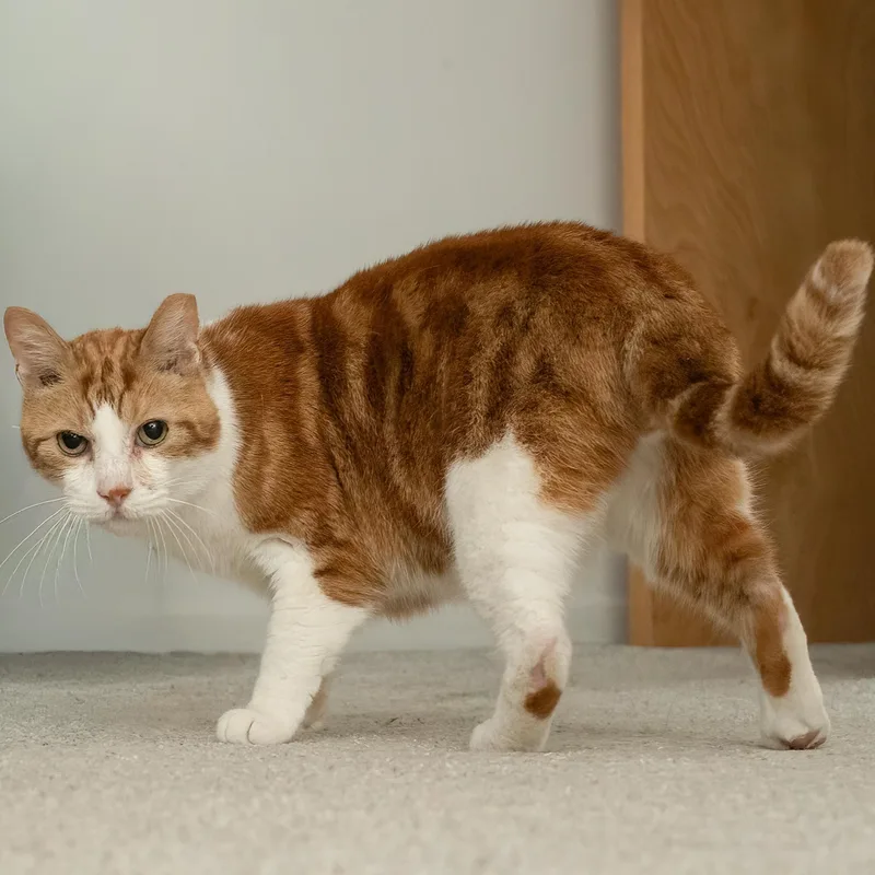 An adult large-sized male Orange & White American Shorthair cat named Sandals for adoption in Bloomfield, NJ