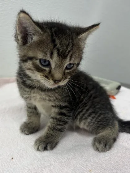 A baby small-sized male Domestic Short Hair cat named Blt for adoption in West Chester, PA