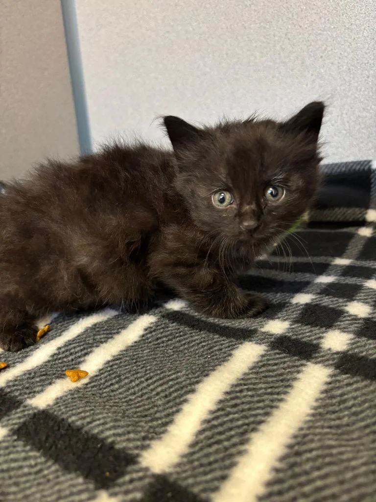 A baby small-sized male Domestic Short Hair cat named Gargoyle for adoption in Liverpool, NY