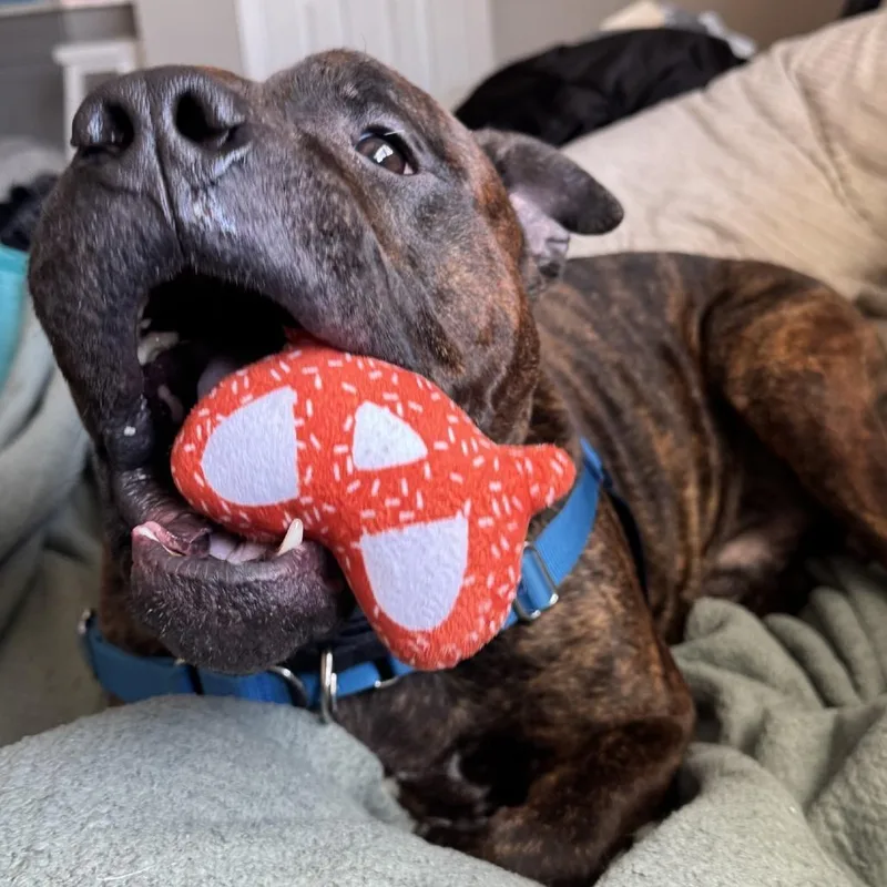 An adult large-sized male Brown / Chocolate Mixed Breed dog named Kiowa for adoption in Pittsburgh, PA