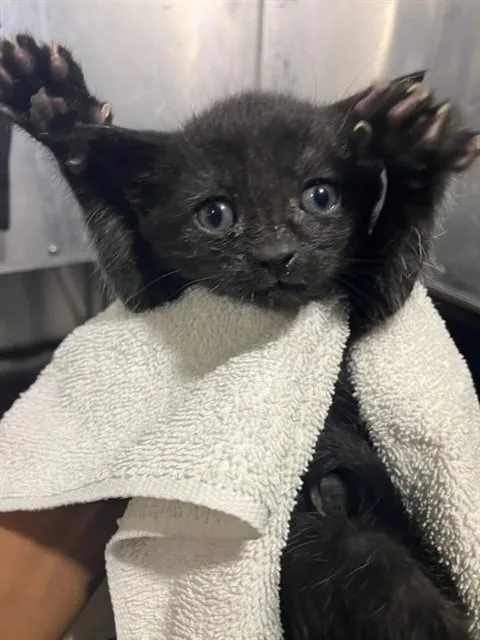 A baby small-sized female Domestic Short Hair cat named Mars for adoption in Dallas, TX