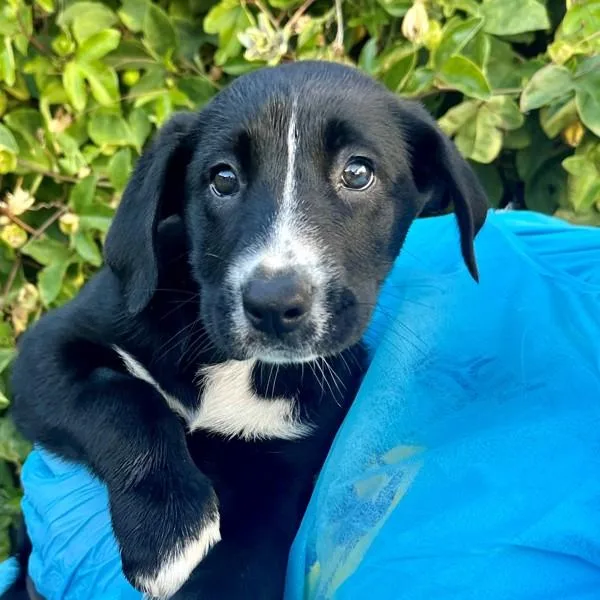 A baby medium-sized female Siberian Husky dog named Cataria for adoption in Walnut Creek, CA