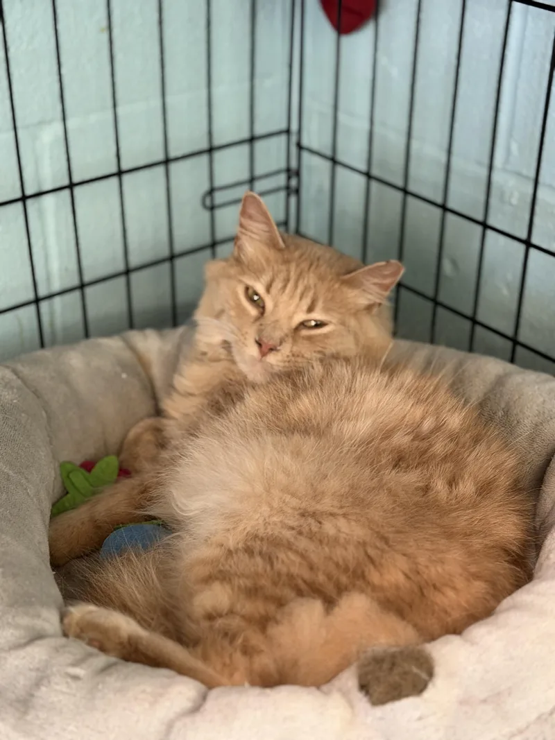 An adult medium-sized male Domestic Short Hair cat named Butterscotch for adoption in Warren, OH