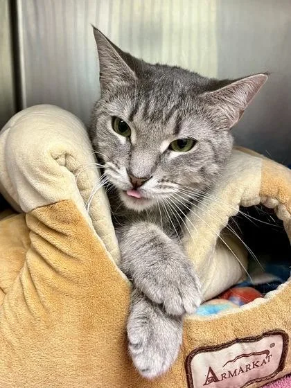 An adult small-sized female Gray / Blue / Silver Domestic Short Hair cat named Kane Vanilla Frosting for adoption in Annapolis, MD
