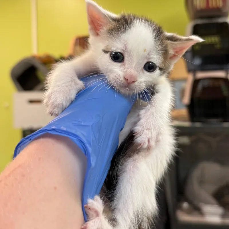 A baby small-sized male White Domestic Short Hair cat named Sunny for adoption in Lynchburg, VA