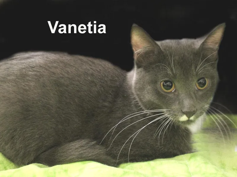 A baby medium-sized female Gray & White Domestic Short Hair cat named Vanetia Fuhr. for adoption in Stowe, PA