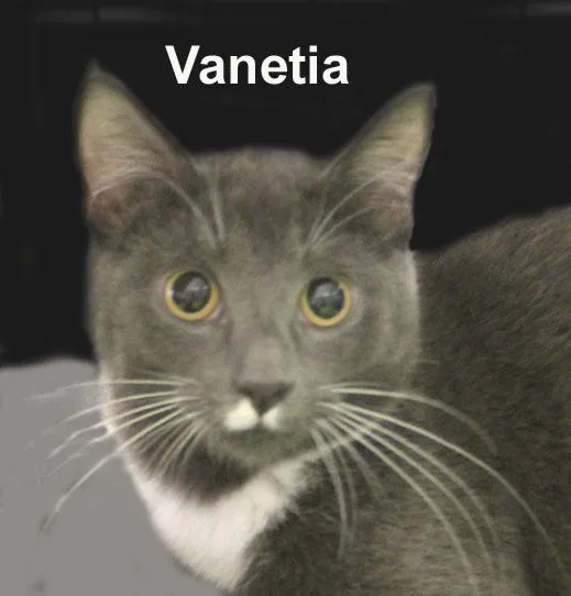 Vanetia Fuhr. thumbnail 2