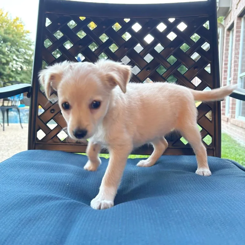 A baby small-sized female Chihuahua dog named Toulouse for adoption in Flower Mound, TX