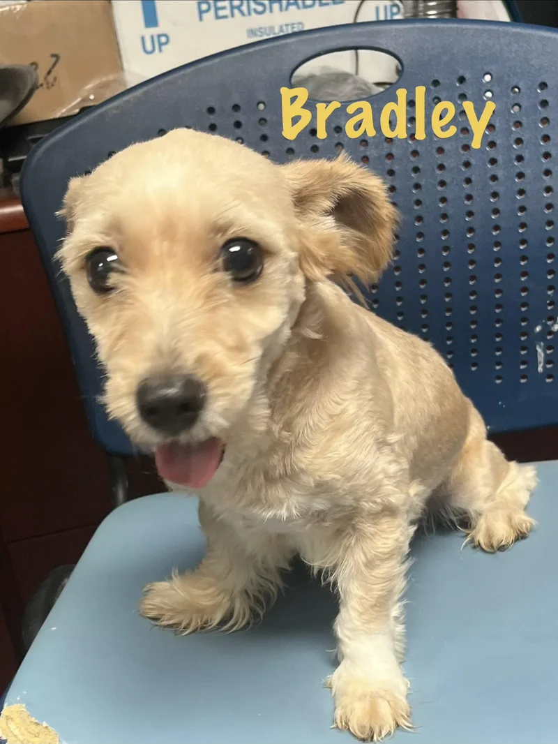 Bradley thumbnail 2