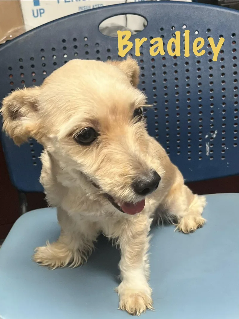 Bradley thumbnail 3