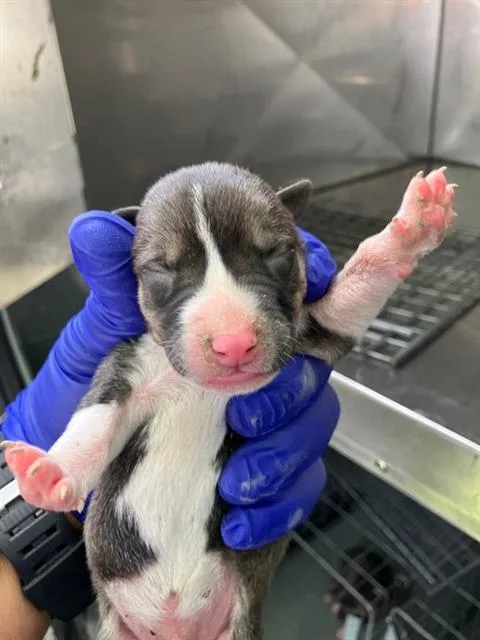 A baby large-sized male Mixed Breed dog named Brie for adoption in Dallas, TX