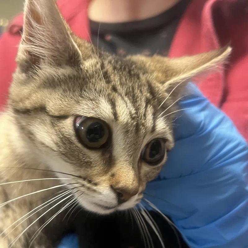 A baby small-sized female Domestic Short Hair cat named Saffron for adoption in Port Townsend, WA