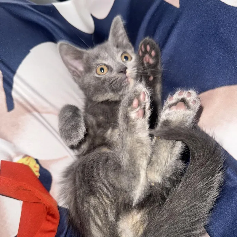 A baby small-sized female Gray / Blue / Silver Domestic Short Hair cat named Minnie for adoption in Miami, FL