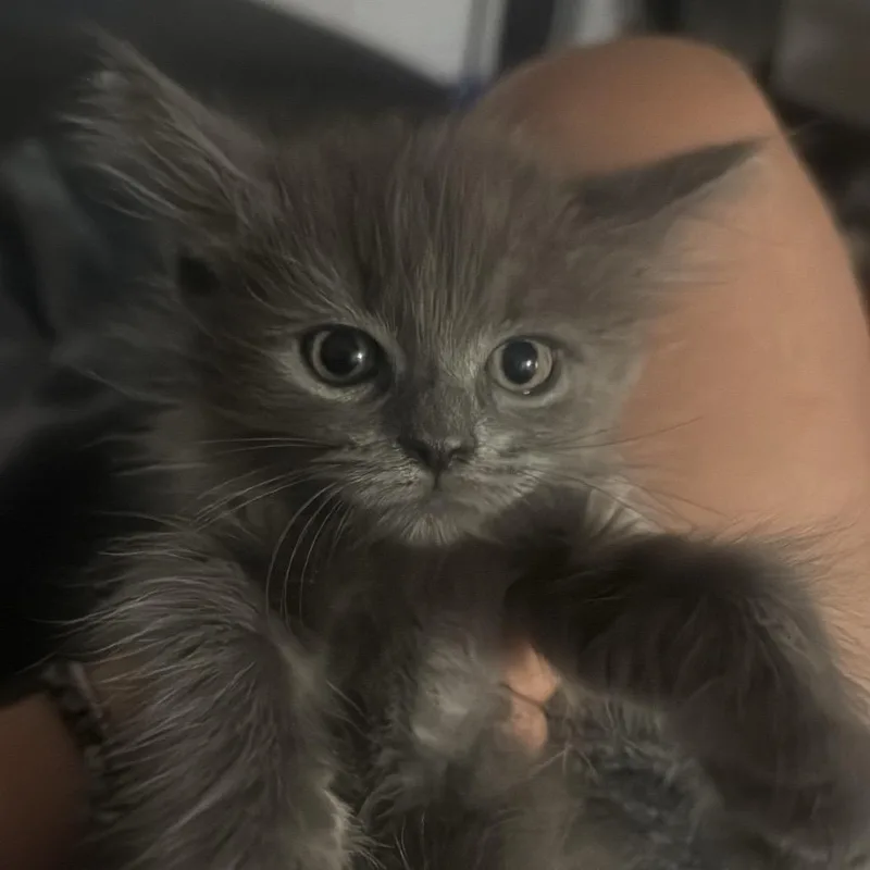 Minnie thumbnail 2